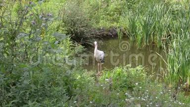一只鹳站在草地和芦苇的背景下的池塘里。 夏季，野生动物